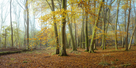 Ätherische Schönheit von Woods Wall Wandbild