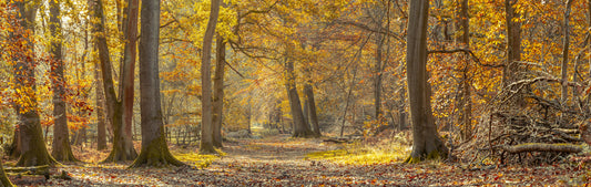 Naturteppich auf Waldweg Wandmalerei