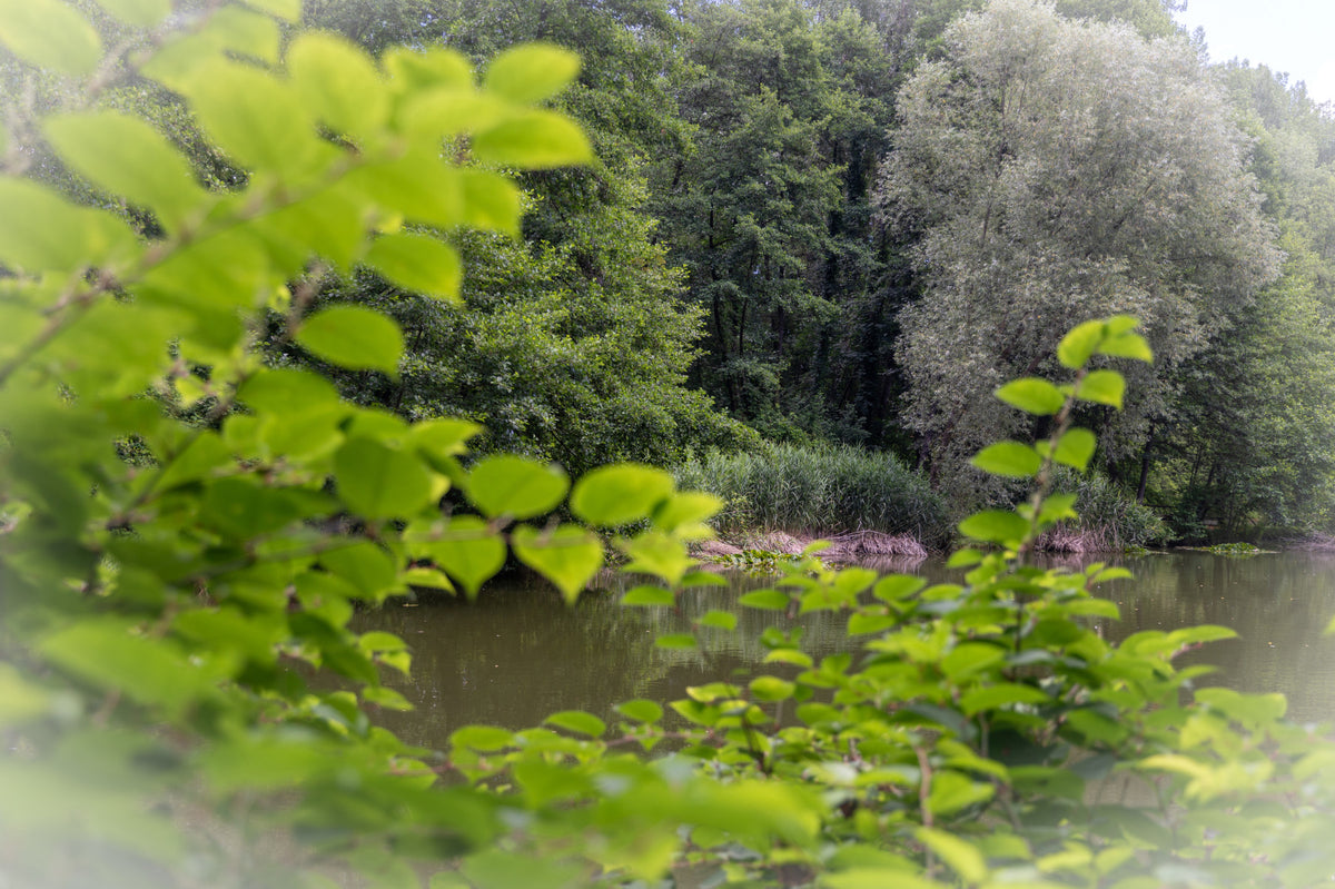 Tranquil Nature Scene with Lush Green Foliage and Serene Waters Wall Mural in your room — zoomed