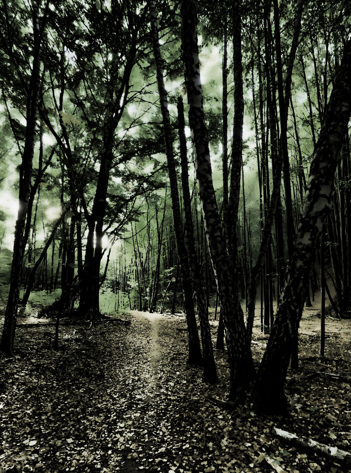 Verzauberter Waldweg - mystische Naturfotografie Wandmalerei in your room — zoomed