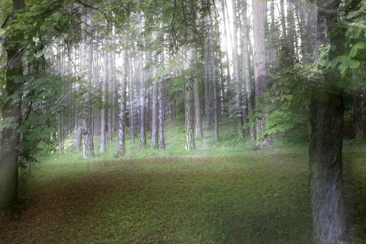 Serene Forest Landscape Photography | Ätherischer Naturdruck | Ruhige Grün -Wandwand Wandbild für grüne Wandkunst