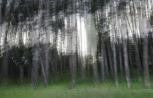 Ethereal Forest Photography | Blurred Trees Art Print | Tranquil Nature Decor Wall Mural