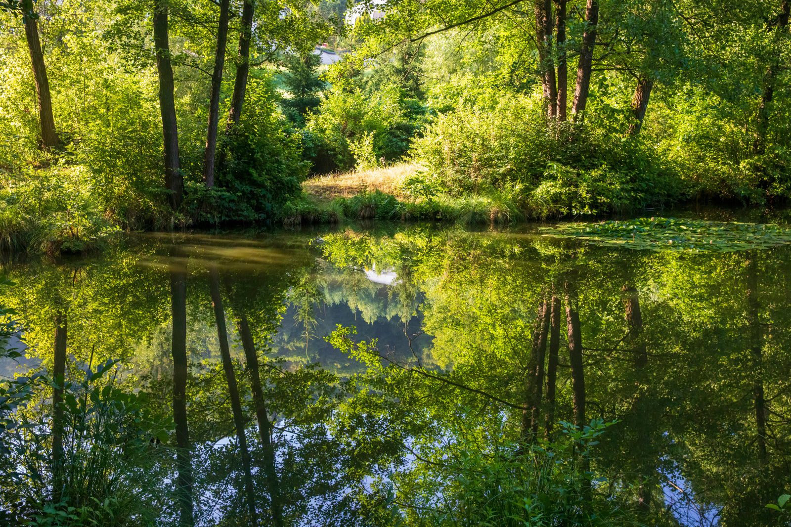 Tranquil Nature Reflection Art Print - Apă senină și verdeață scenă Murală de perete