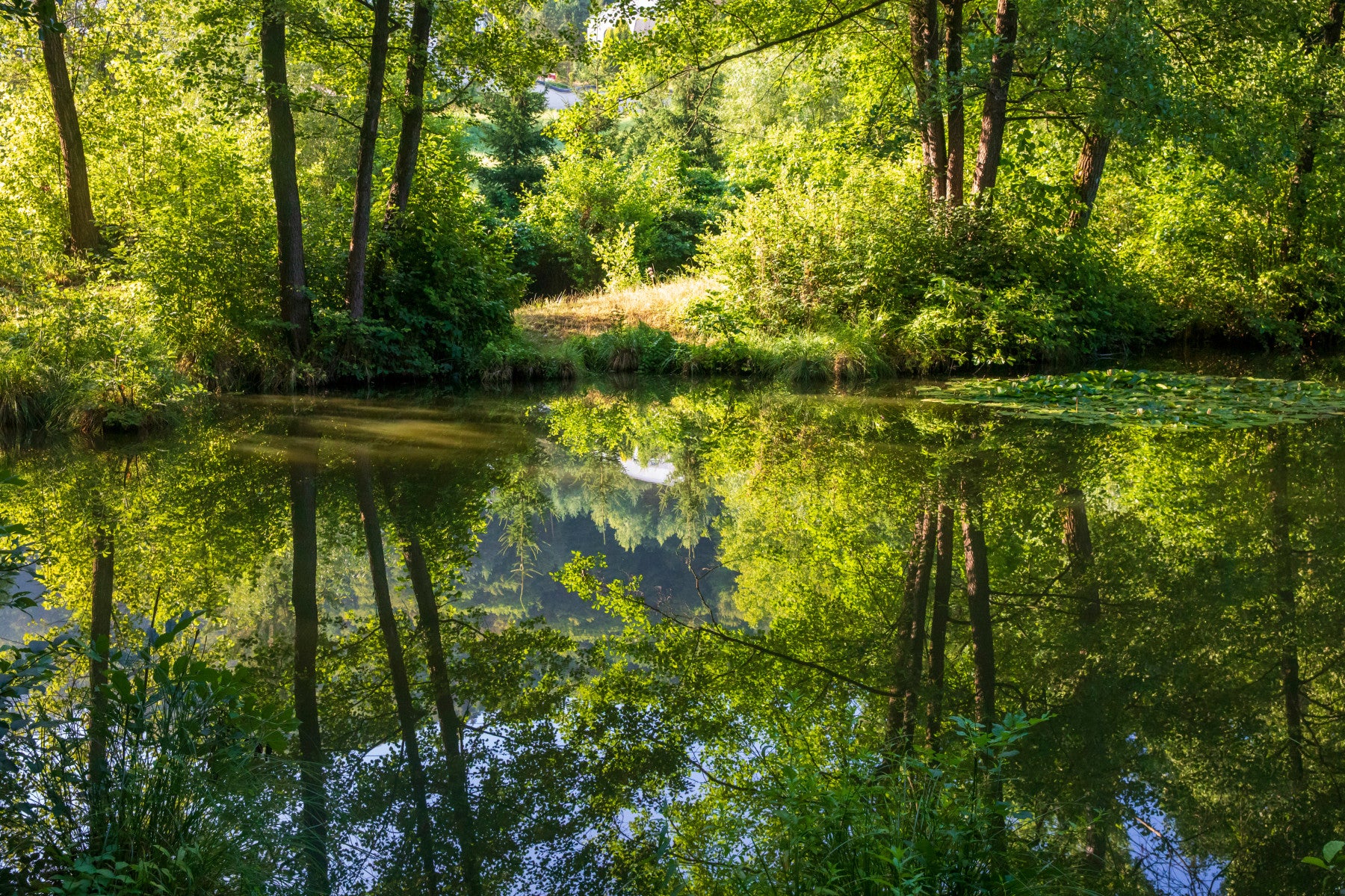 Tranquil Nature Reflection Art Print - Apă senină și verdeață scenă Murală de perete in your room — zoomed