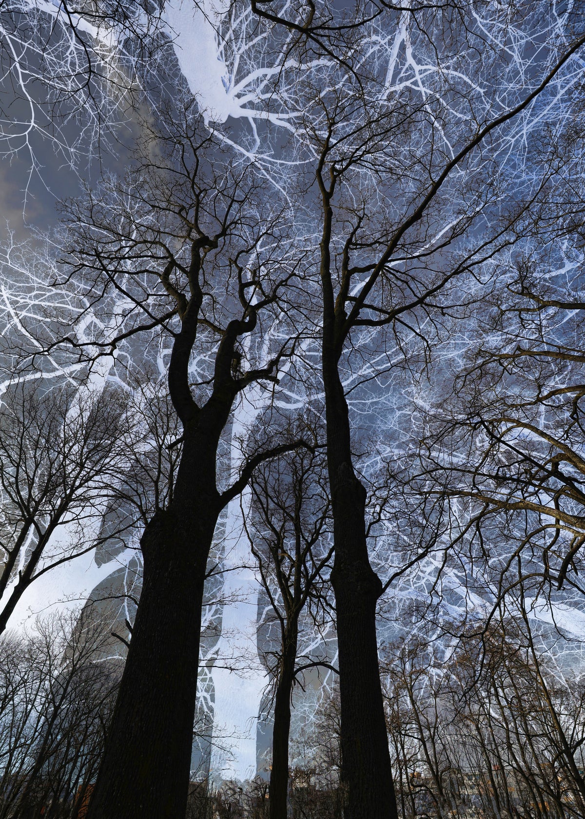 Ethereal Tree Silhouette Art | Abstract Nature Photography | Dark Sky Contrast Wall Mural in your room