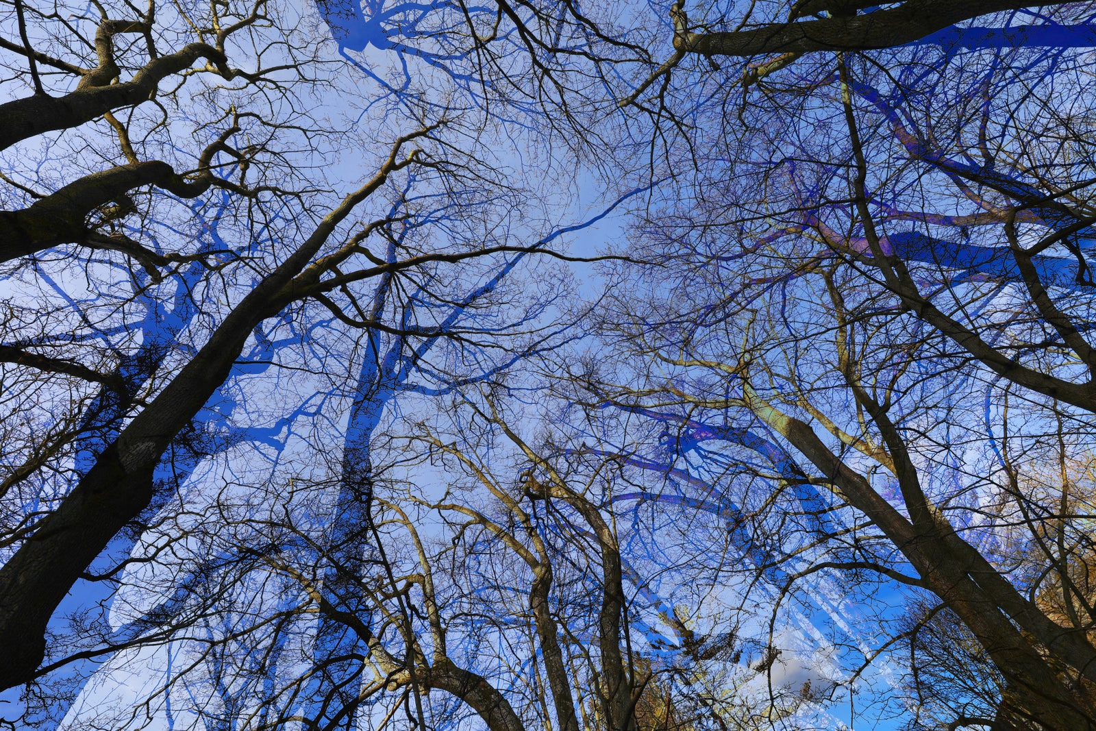 Skyward View: Abstract Tree Canopy Art Print Wall Mural in your room