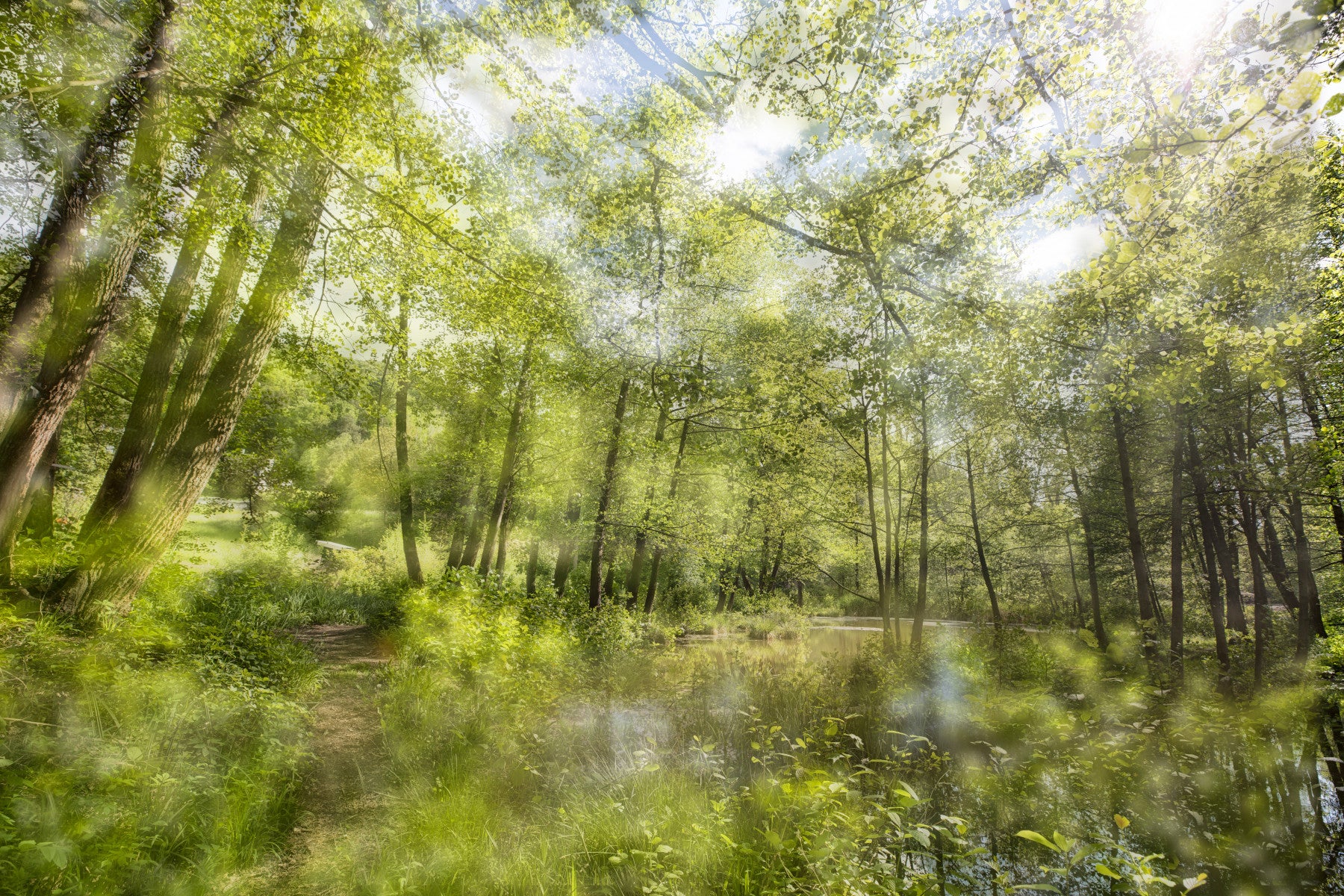 Tranquil Forest Reflection Art Print | Serene Nature Photography | Greenery Landscape Decor Wall Mural