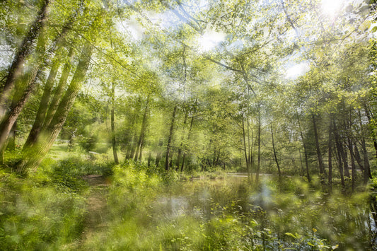 Ruhiger Waldreflexionskunstdruck | Serene Naturfotografie | Grünes Landschaftsdekorwand Wandgemälde