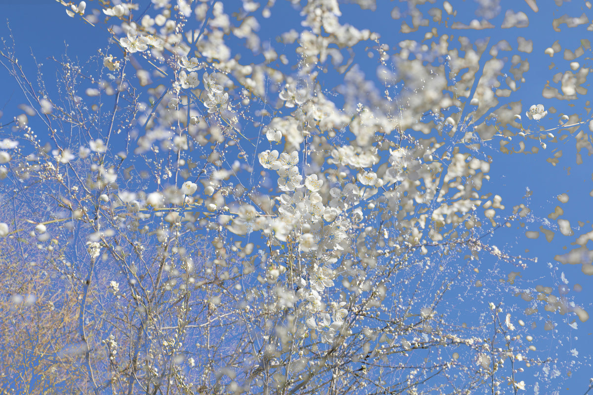 Weiße Blüten gegen einen klaren blauen Himmel - Frühlingsfotografie Wandmalrad