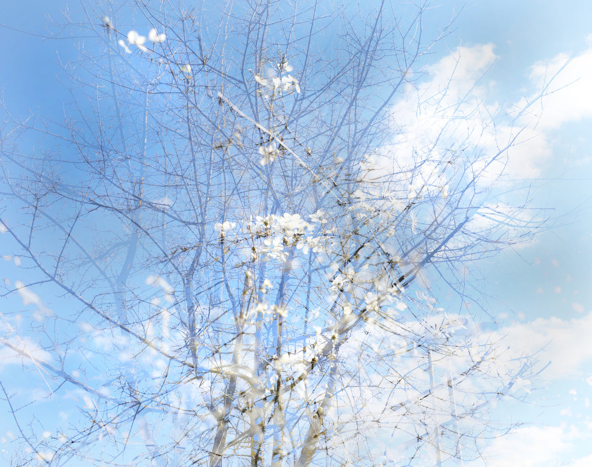 エーテルの花の空のアート|穏やかな自然写真|夢のような花と枝の壁の壁画 in your room