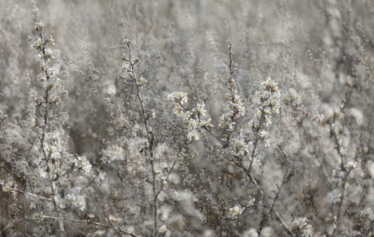 Ätherische Blüten: Weiche Blumenfotografie Wandmalerei
