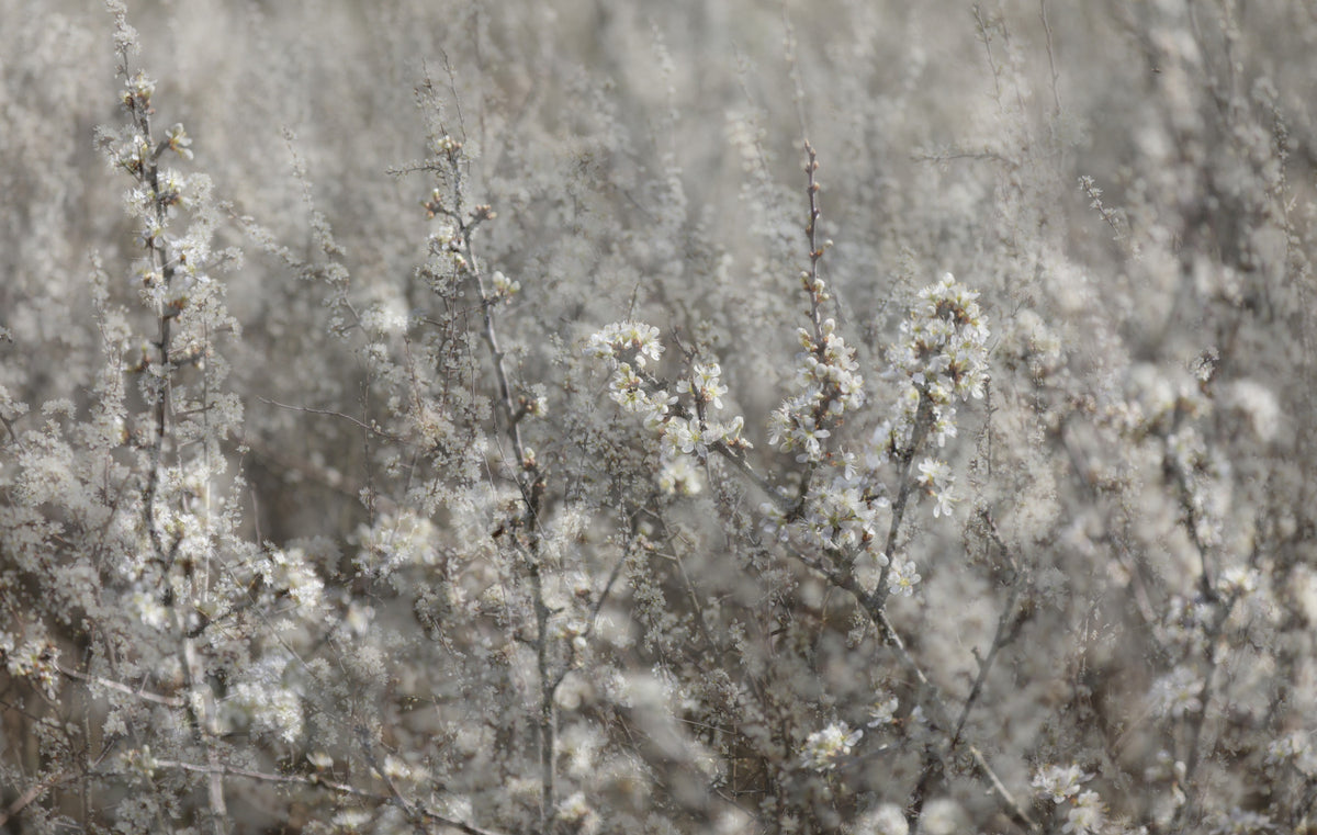 Etherische bloesems: zachte bloemenfotografie wandmuurschildering