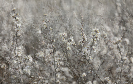 Blossom eterei: morbido murale di fotografia floreale