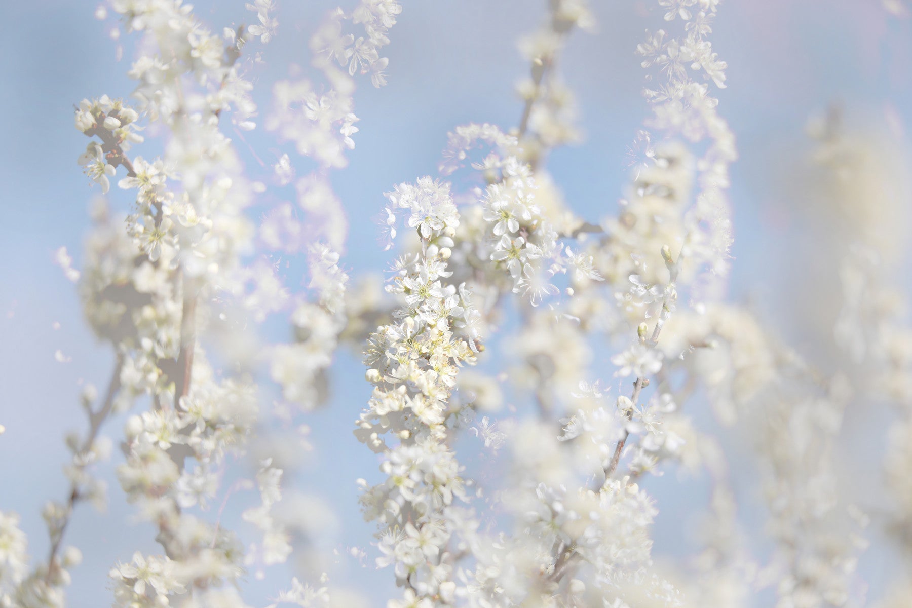 Ätherische Blüte Fotografie - weicher weißer Blumenkunstdruck gegen Blue Sky Wall Wandbild
