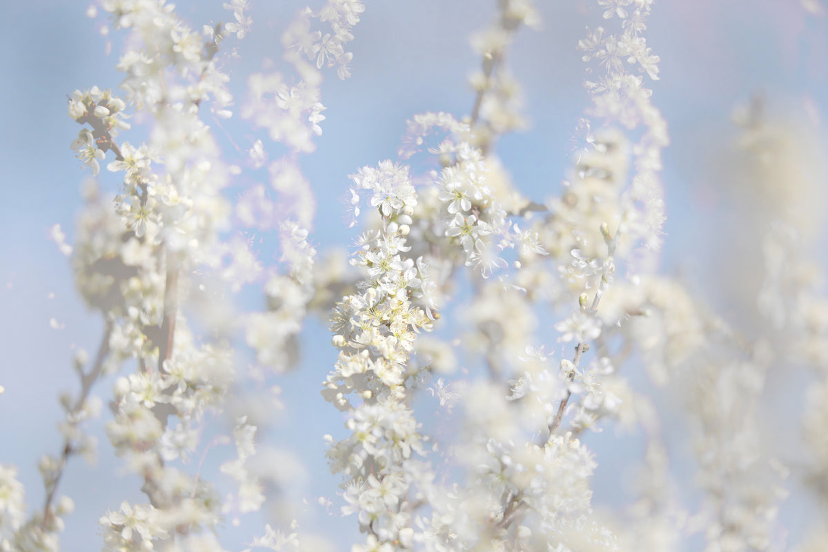 Ethereal Blossom Photography - Soft White Floral Art Print Against Blue Sky Wall Mural in your room — zoomed
