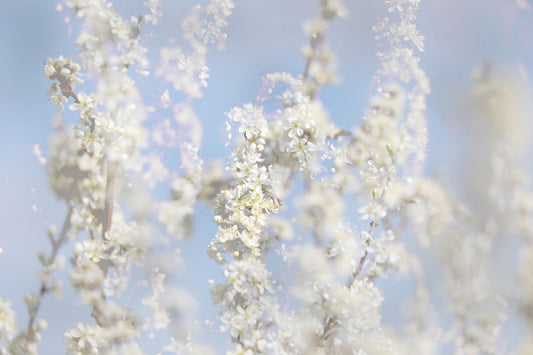 Ätherische Blüte Fotografie - weicher weißer Blumenkunstdruck gegen Blue Sky Wall Wandbild
