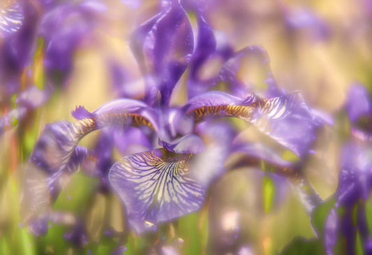 Ätherischer lila Iris Kunstdruck | Zarte Blumenfotografie | Natur Wanddekoration Wandgemälde
