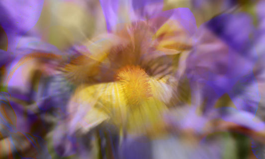 Print d'art abstrait floral coloré - Murale de décoration murale inspirée de la nature Murale