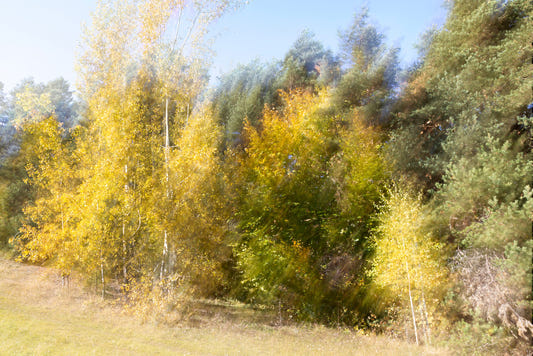 Autumn's Whisper: Blurred Nature Photography of Golden Trees Wall Mural