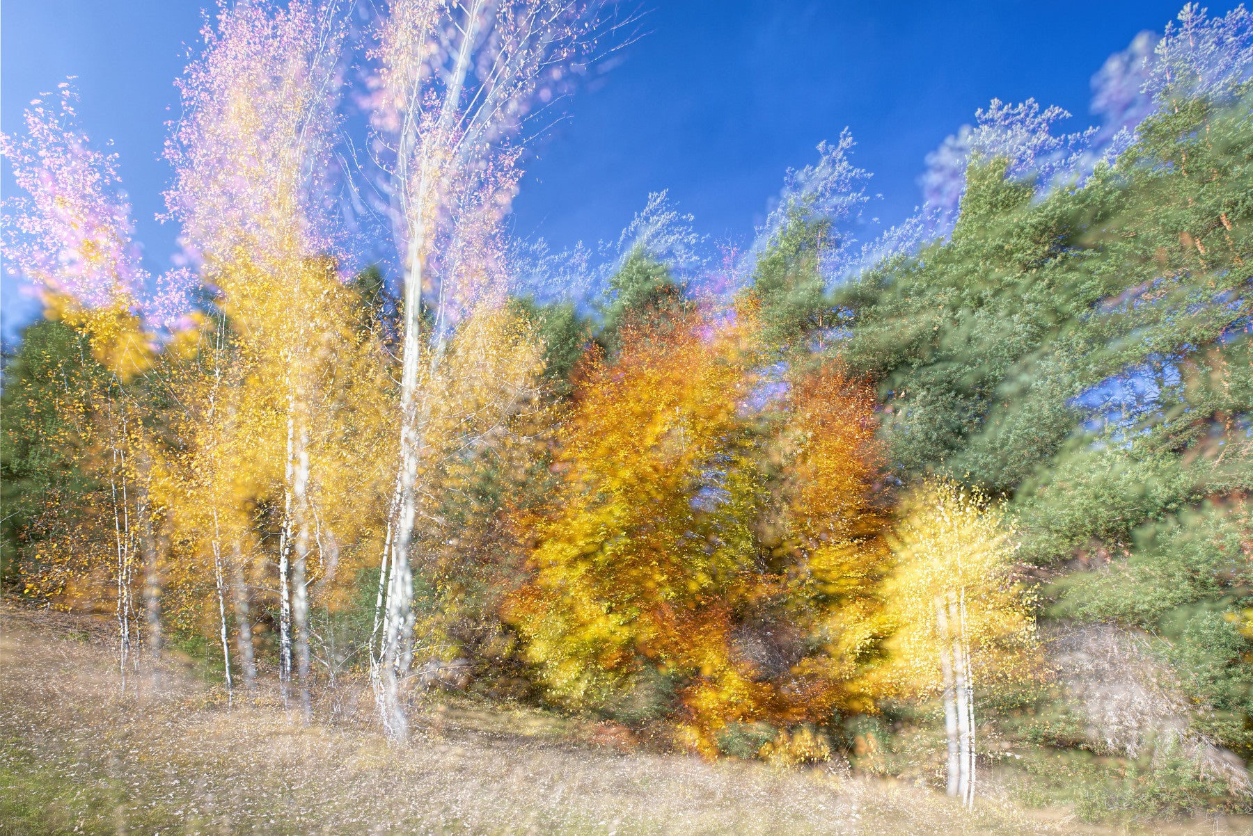 Autumn Forest Dance - Colorful Abstract Nature Photography Wall Mural
