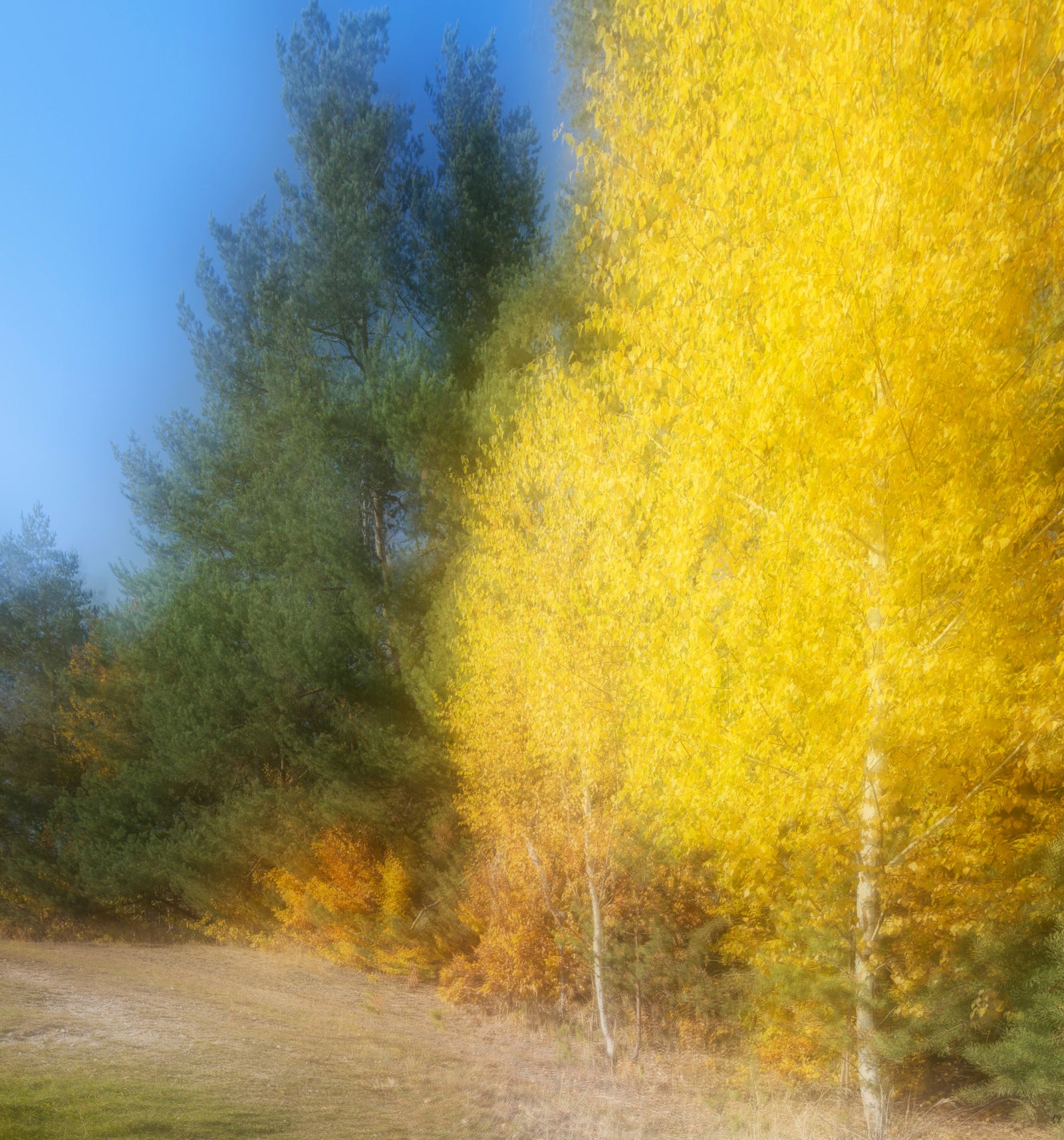 Automne Whisper Abstract Yellow and Green Landscape Photography Mur Mural