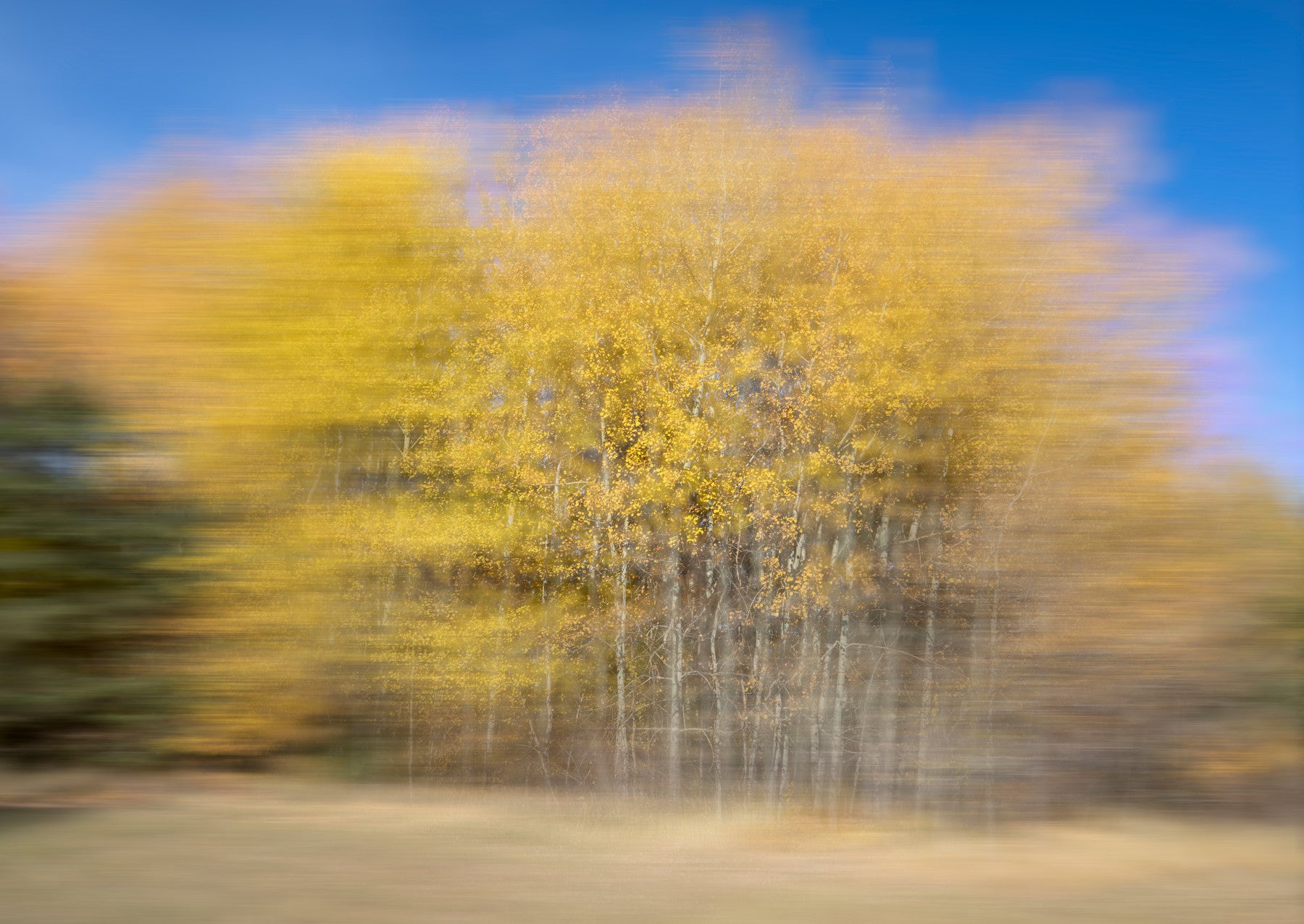 Automne Trees in Motion - Résumé Nature Photographie Mur Murale in your room — zoomed