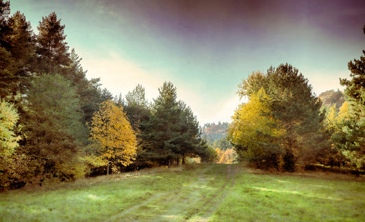 Serene høstlandskapsfotografering - Tranquil Forest Pathway Art Print Wall Mural