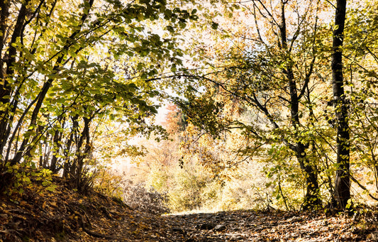 Herbstweg durch goldene Blätter - Naturfotografie Druckwandwandung