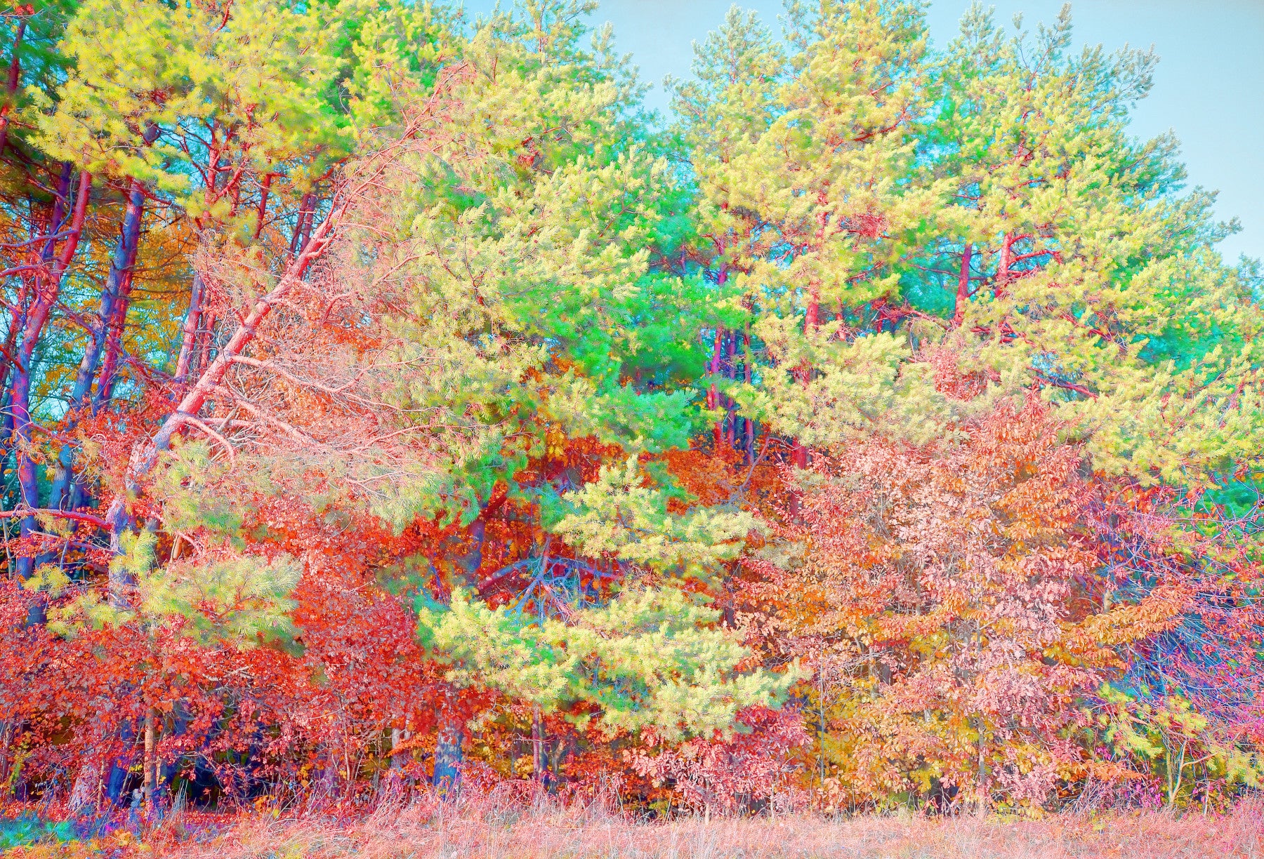Autumn Forest Landscape Art Print | Colorful Trees Photography | Nature Wall Decor Wall Mural