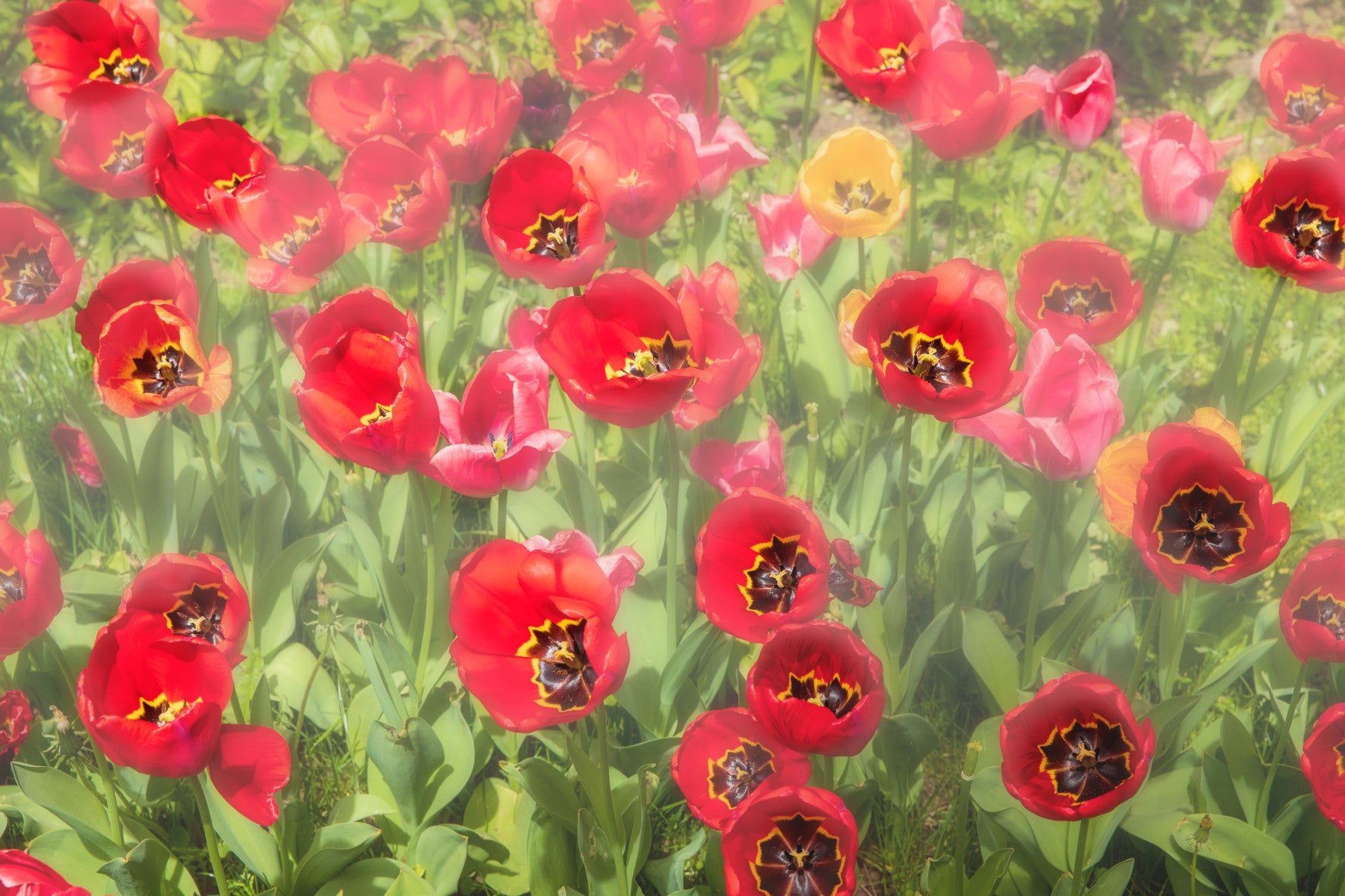 Żywe czerwone fotografia pola Tulipe | Floral Wall Art | Nature Decor Mural Mural