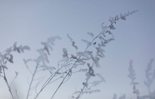 Ätherische botanische Fotografie - weicher Fokus Blumenkunst Druck Wandmalerei