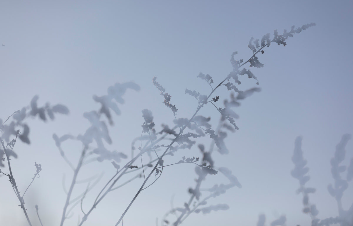 Photographie botanique éthérée - Soft Focus Floral Art Print Wall Mural in your room — zoomed