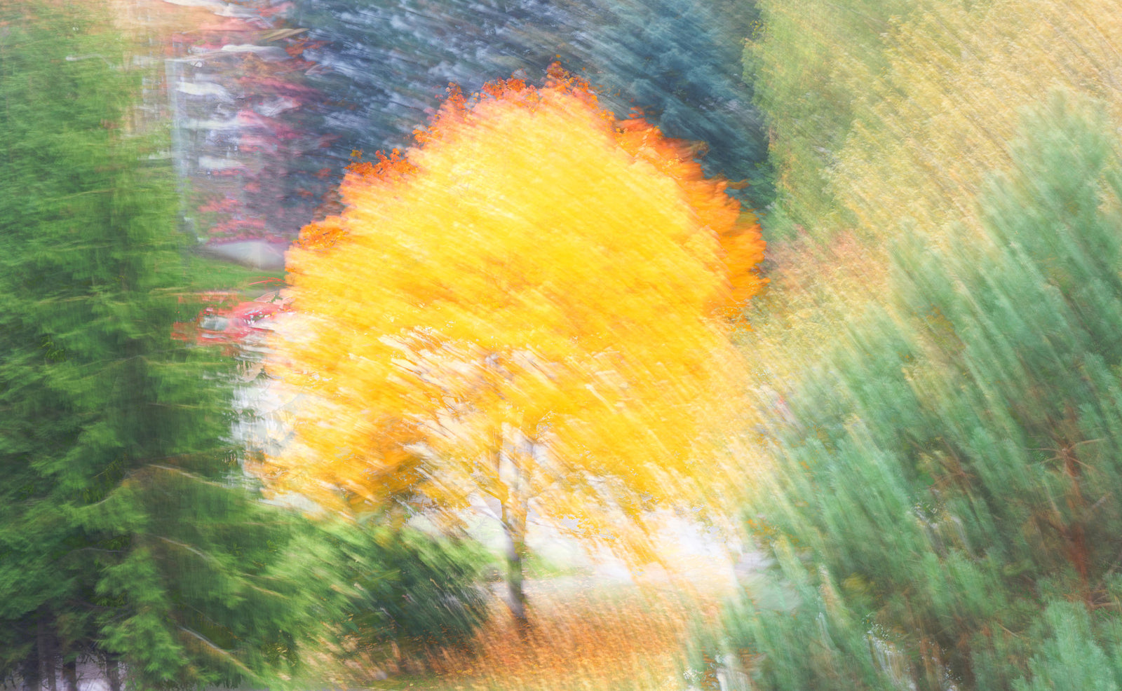 Golden Automn Tree - Résumé Nature Photographie - Couleurs d'automne vibrantes murales murales