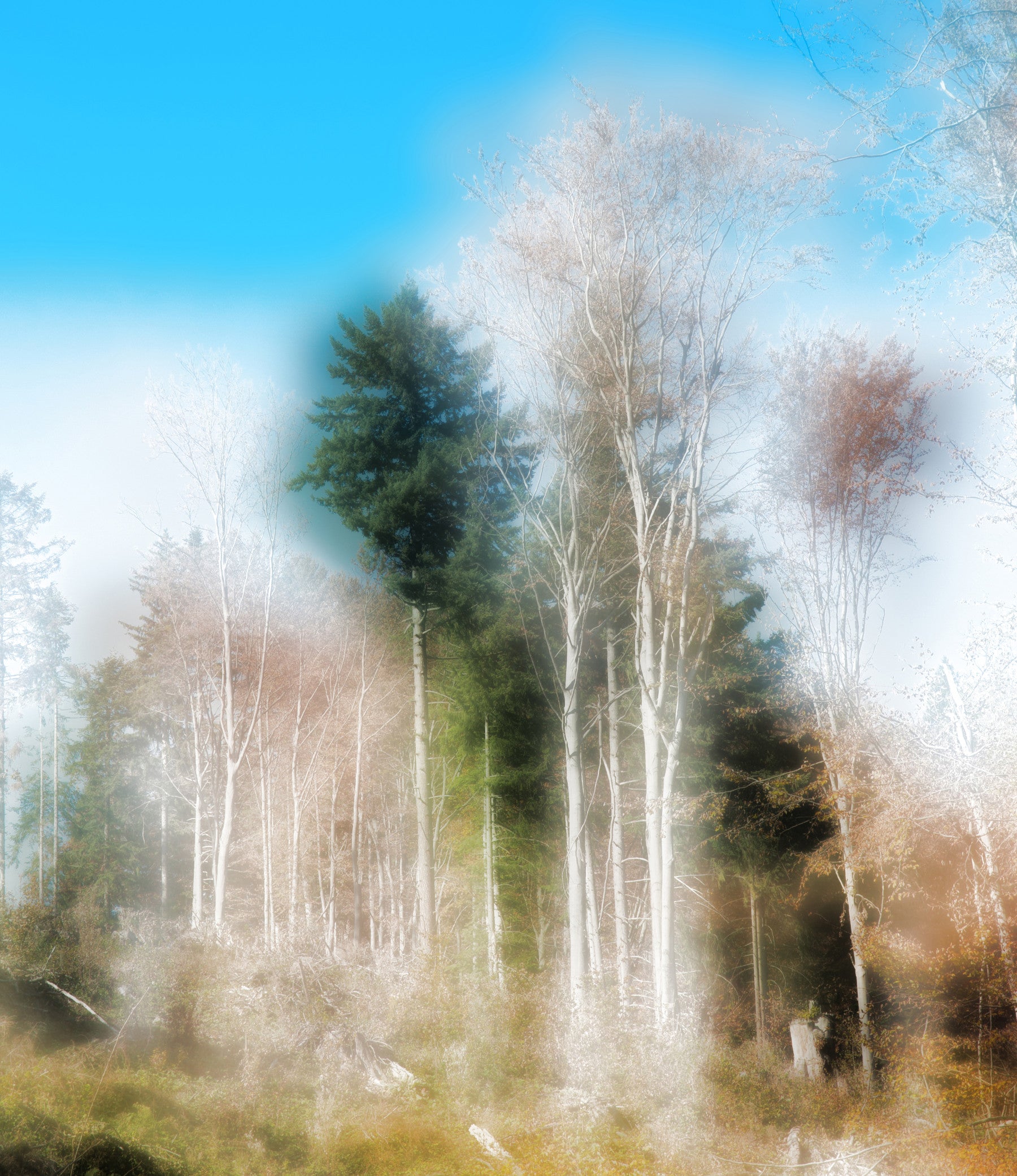 Photographie éthérée du paysage forestier | Tranquil Nature Art Print Wall Mural in your room — zoomed