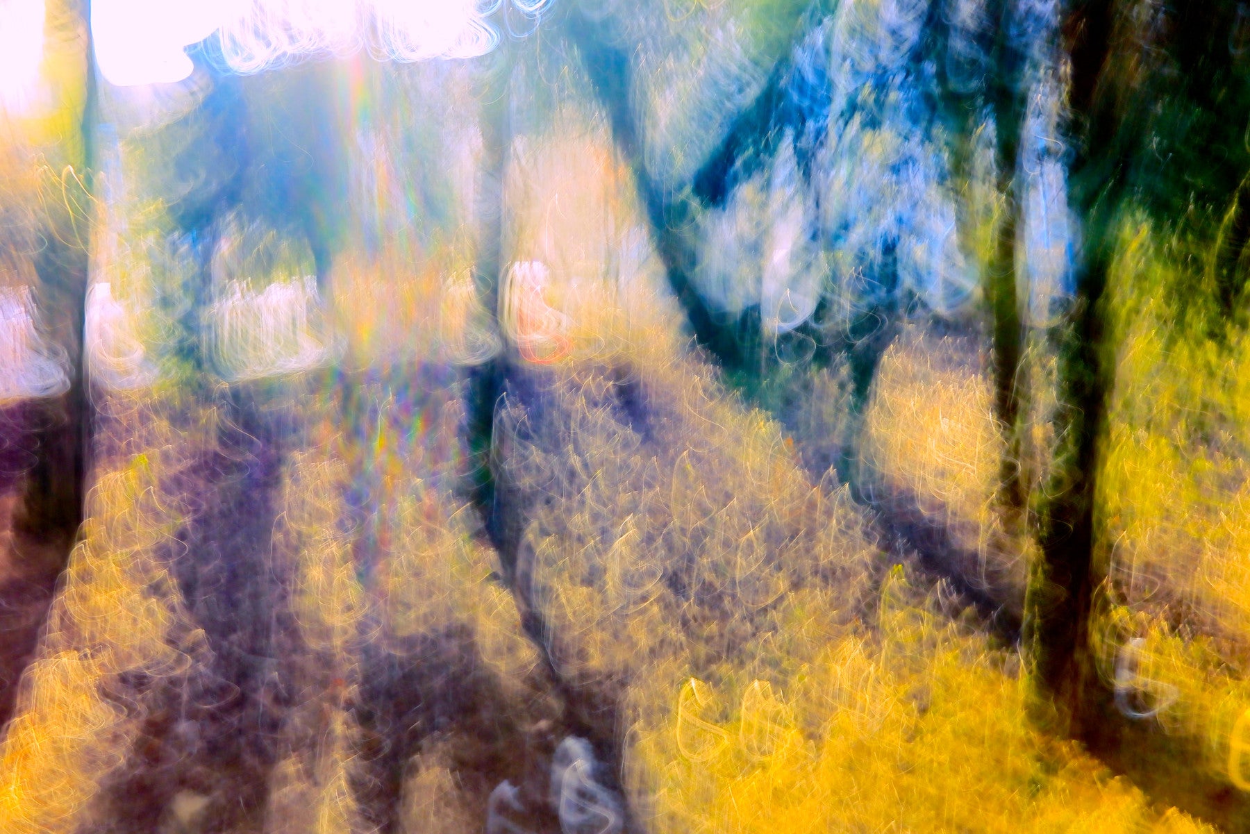 Ethereal Forest Light Photography | Abstract Nature Art Print | Colorful Blurred Landscape Wall Mural
