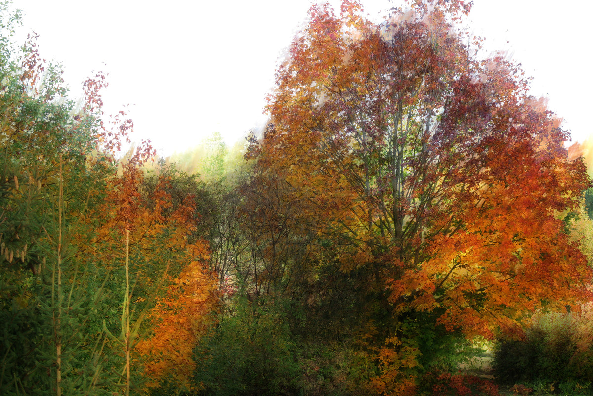 Impression d'art du feuillage d'automne | Paysage de la nature colorée | Fall Tree Photography Wall Mural in your room — zoomed