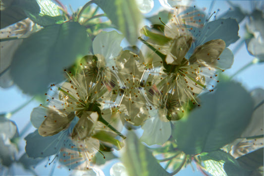 Ätherales florales abstraktes Kunstdruck | Delikate Naturfotografie | Grün -weißes Blütendekoration Wandgemälde