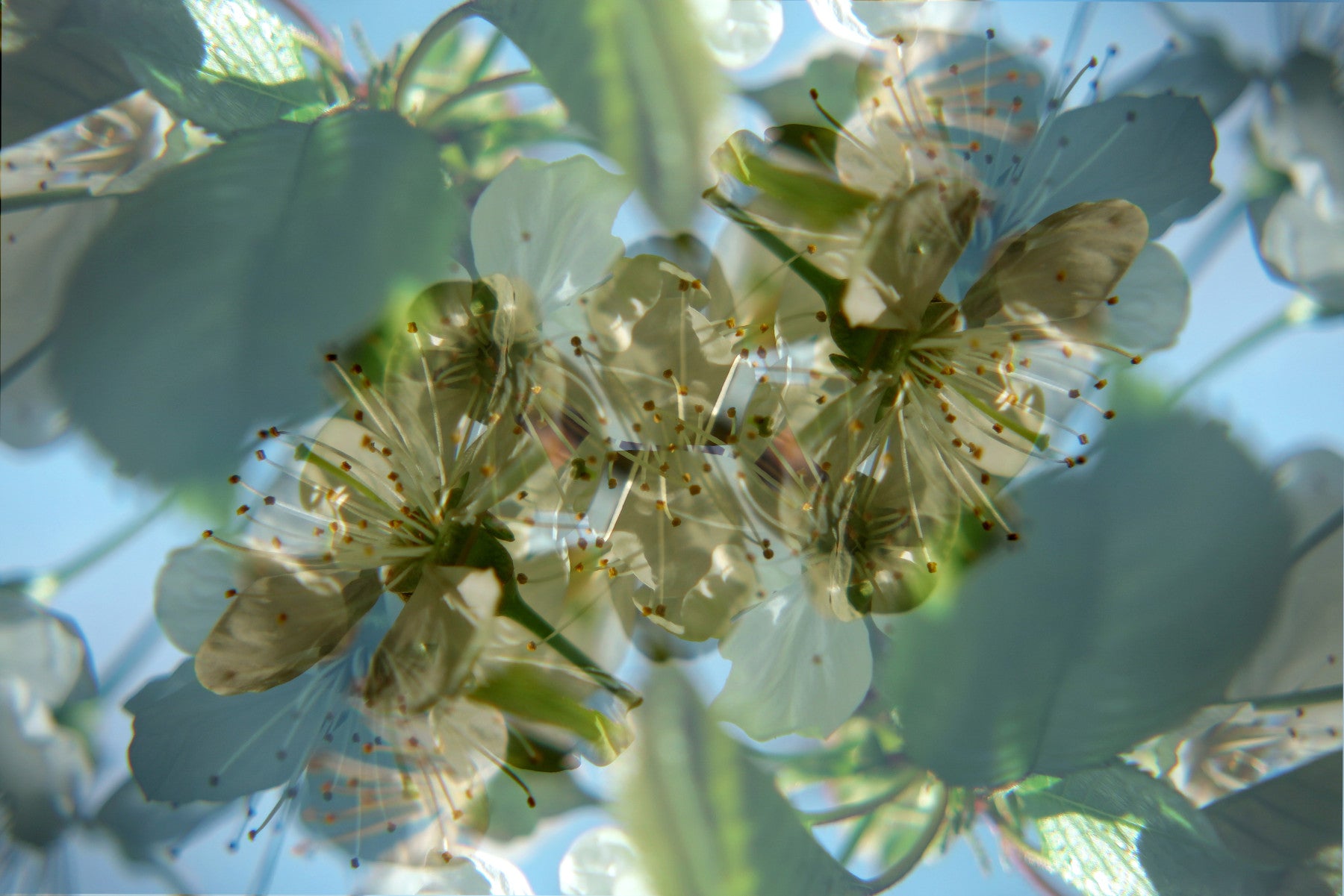 Ätherales florales abstraktes Kunstdruck | Delikate Naturfotografie | Grün -weißes Blütendekoration Wandgemälde