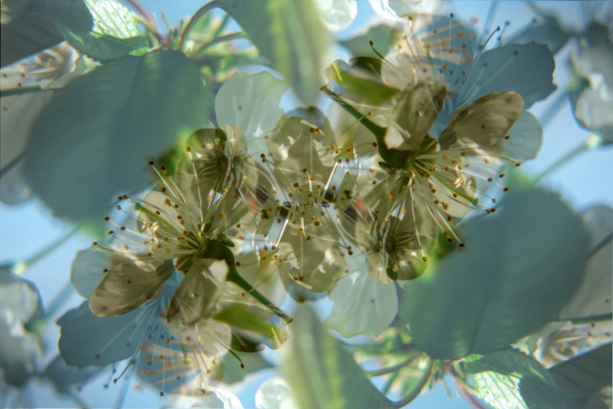 エーテルの花の抽象アートプリント|繊細な自然写真|緑と白の花の装飾壁の壁画 in your room — zoomed