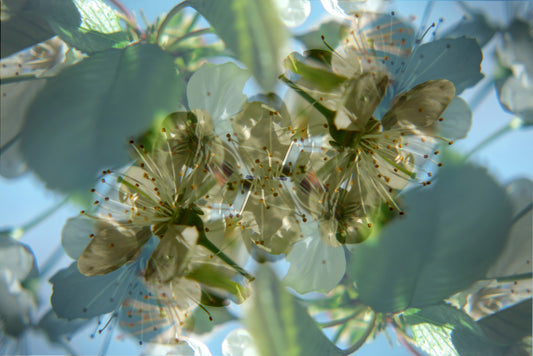 Stampa di arte astratta floreale eterea | Delicate Fotografia naturale | Murale di decorazioni di fiori di fiori verdi e bianchi
