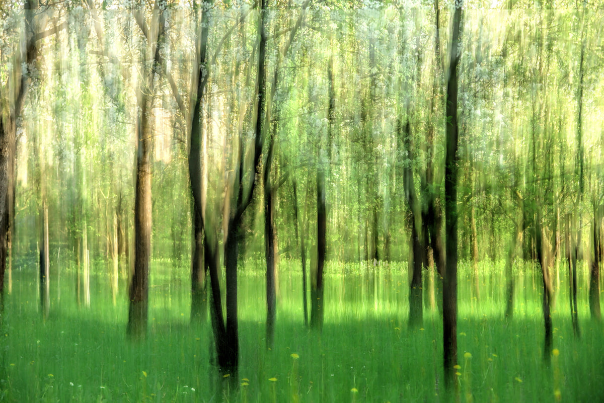 Scène forestière sereine | Photographie de nature floue | Mural d'art paysager vert tranquille in your room — zoomed
