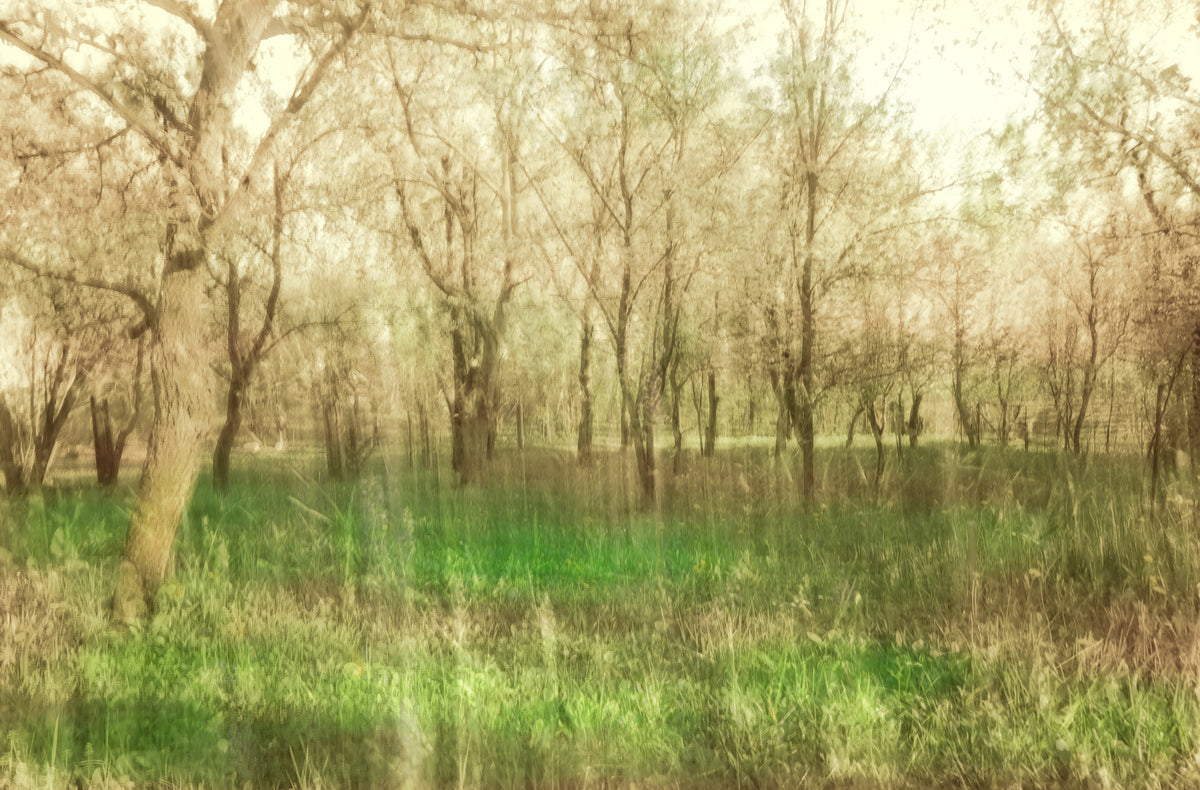 Serene Forest Landscape Art Print | Tranquil Naturfotografering | Grønne træer og blødt lys vægmaleri in your room — zoomed