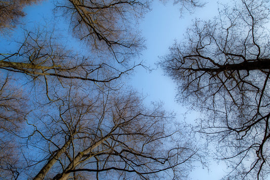 Ruhiger Baldachin Eine ruhige Aussicht auf nackte Bäume gegen ein Wandbild der blauen Himmel