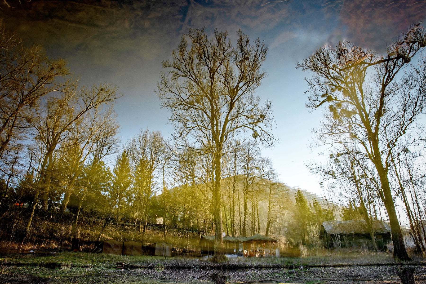 Serendene Reflexion von Bäumen in ruhigen Gewässern - Naturfotografie Printwand Wandgemälde in your room — zoomed