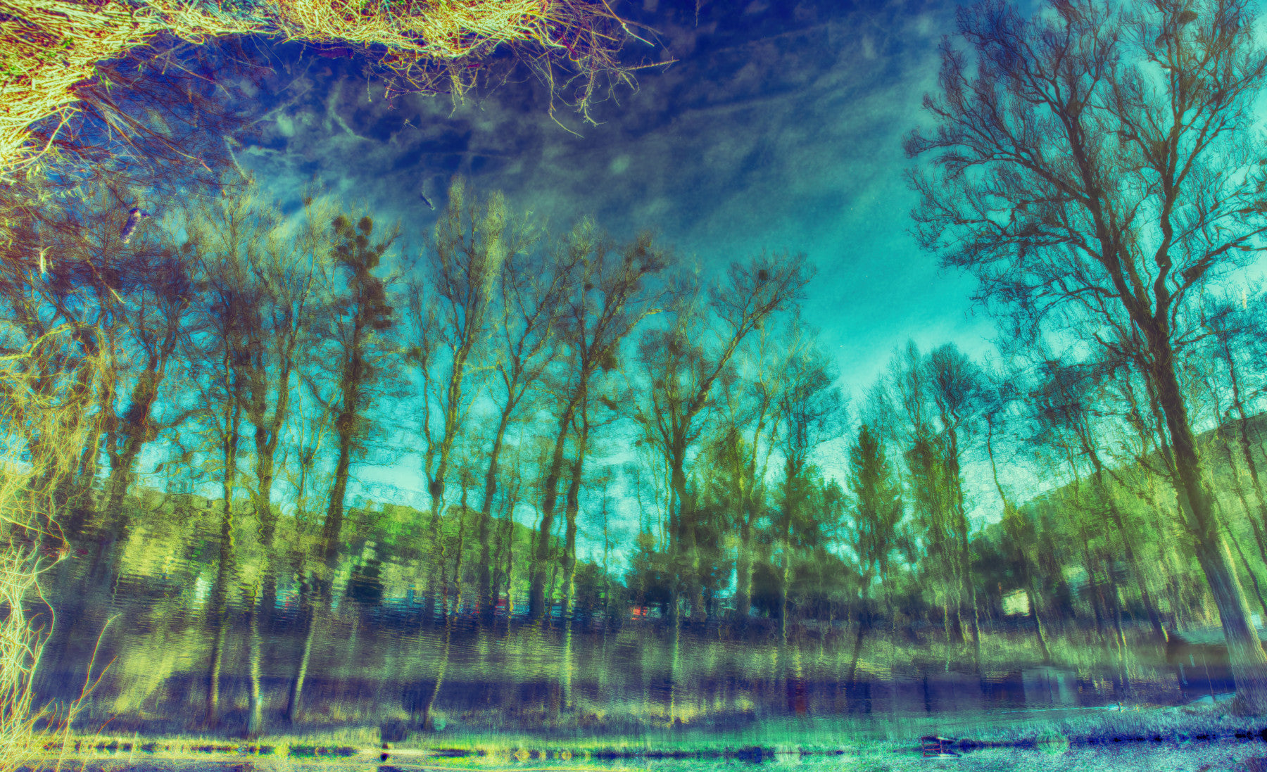 Serene Reflections of Trees in Water - Abstract Nature Art Print Wall Mural
