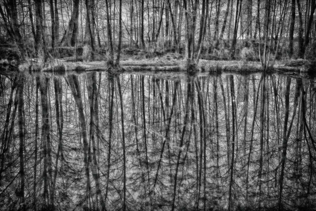 Riflessione monocromatica degli alberi nelle acque serene murali murali in your room — zoomed