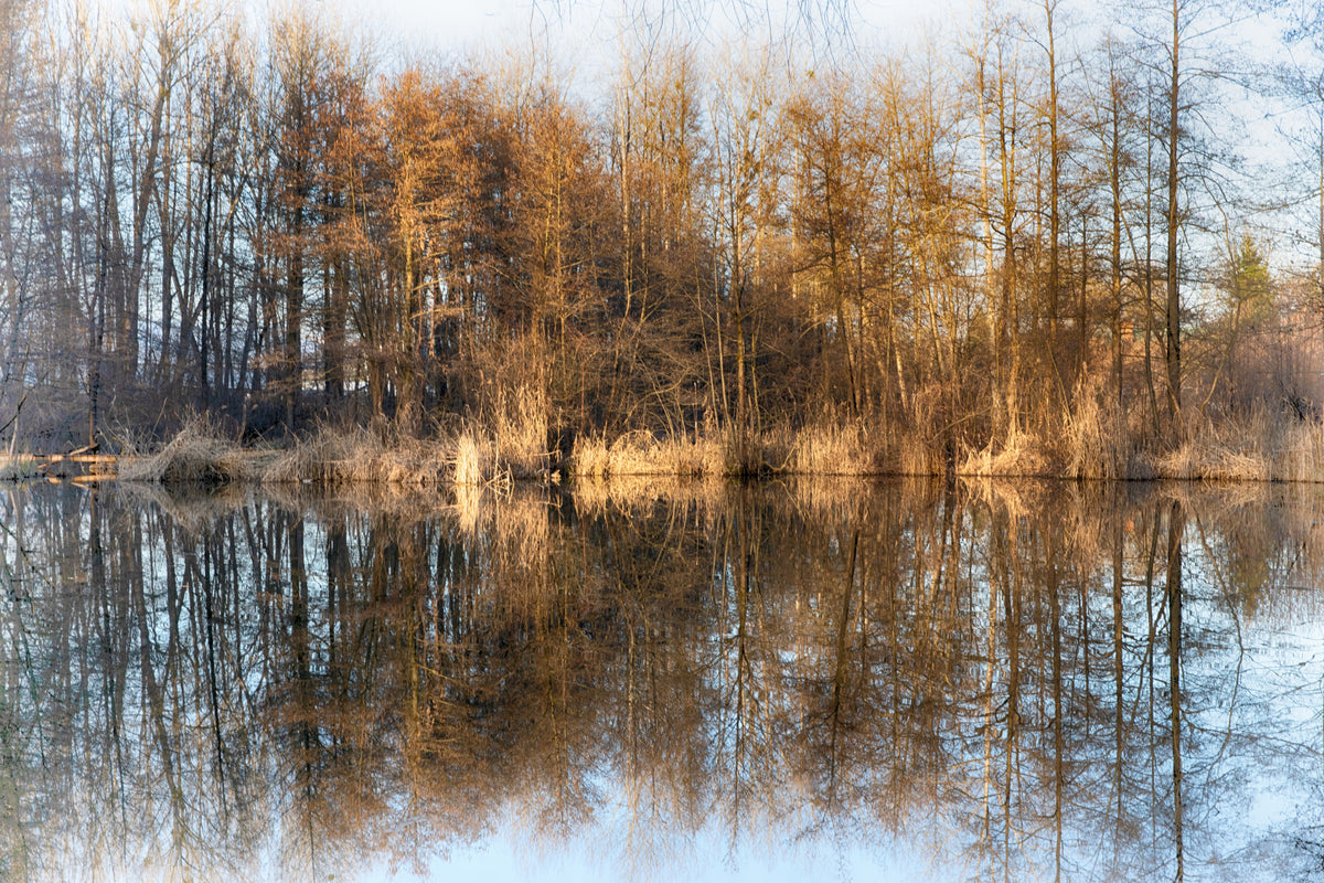 水の上の秋の木の静かな反射|穏やかな自然写真壁壁画 in your room — zoomed