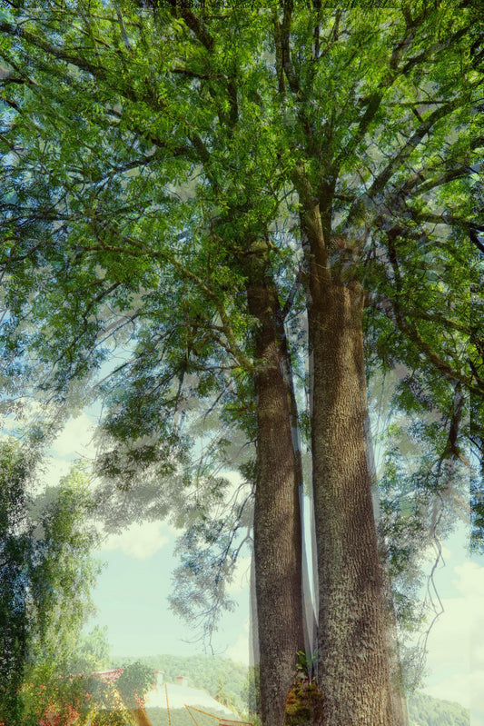 Majestic Tree Canopy Art Print | Fotografia naturale | Decorazione del fogliame verde muro murale