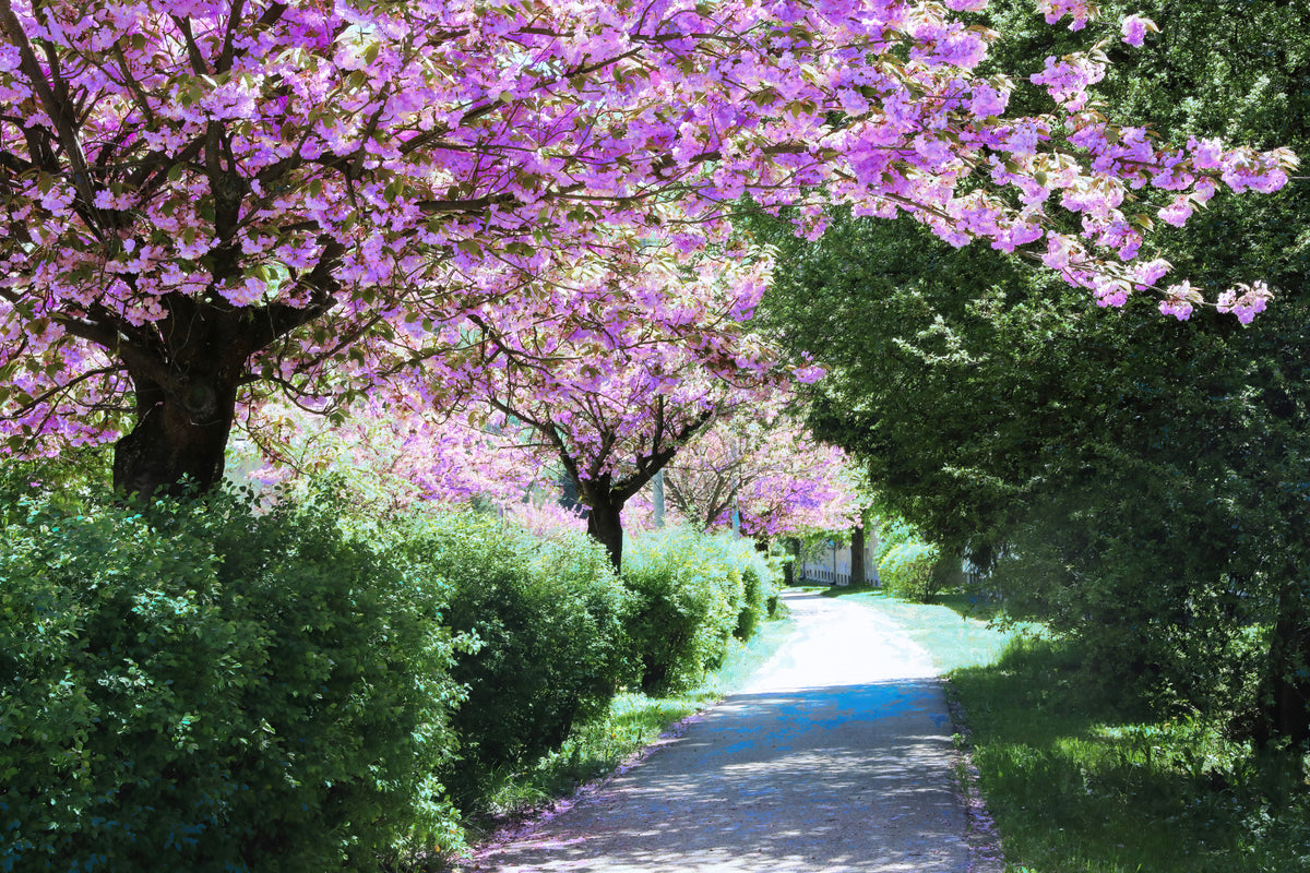 Voie sereine à travers des arbres en fleurs - Nature Photographie Print Mur Mural in your room — zoomed