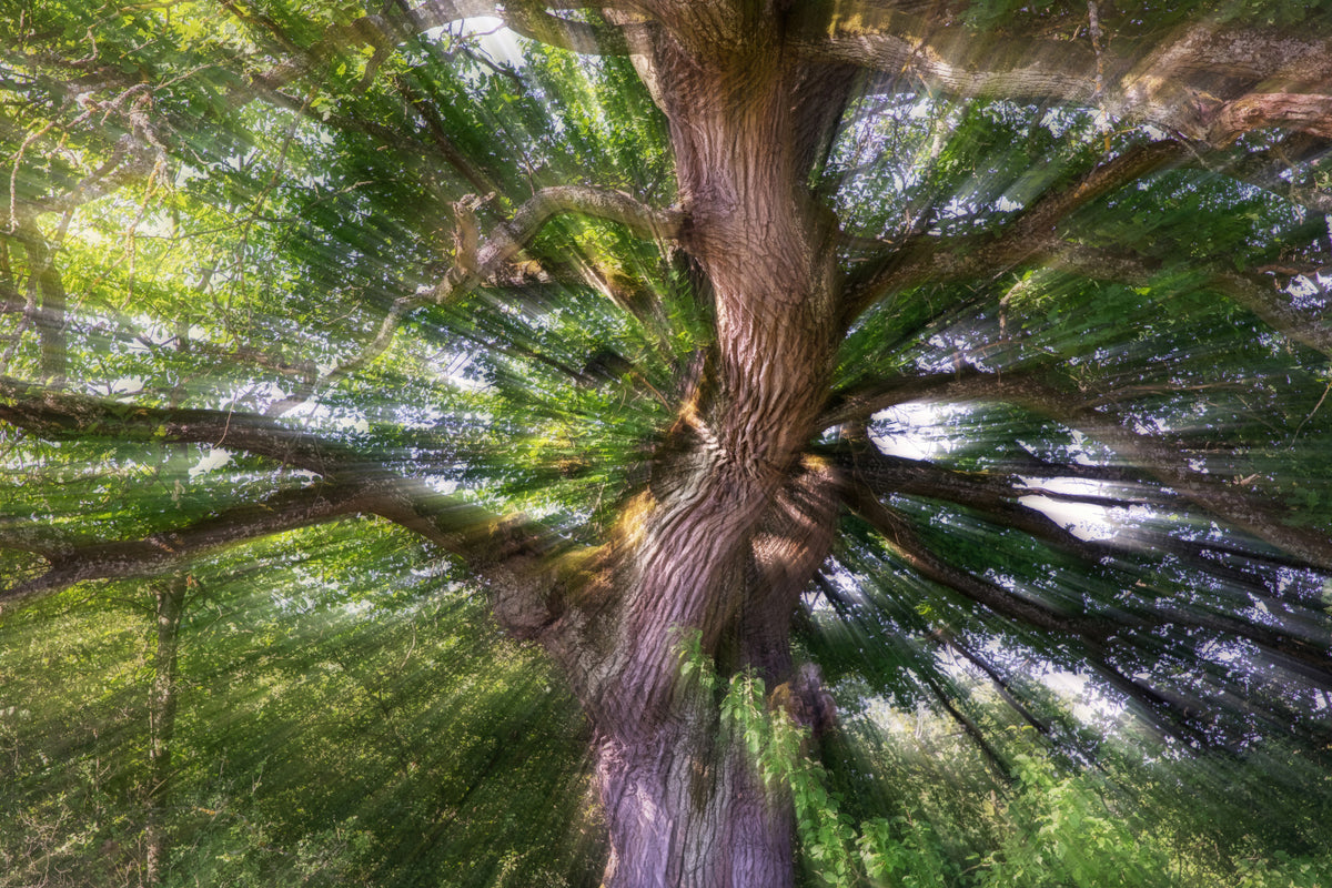Majestic Tree Photography | Nature Art Print | Vibrant Forest Scene | Decorazione murale unica murale murale